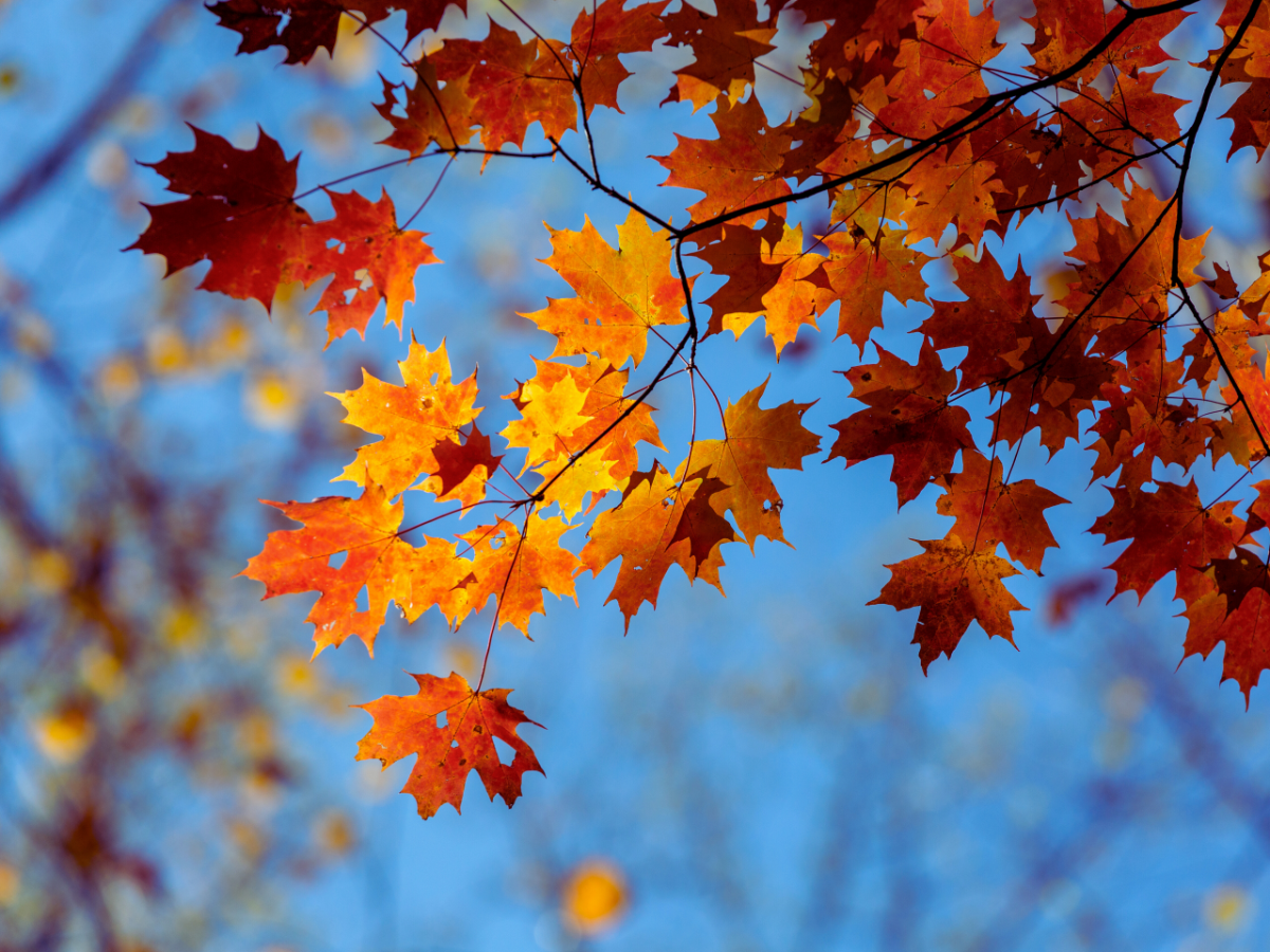 orange and brown fall leaves blue sky in background
